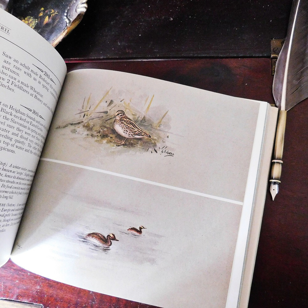 +..。*゜+ イギリスの鳥たちの図鑑 日記帳 英国のヴィンテージ本 鳥類 英国 ヴィンテージ本 洋書 古書 アンティーク ディスプレイの画像7