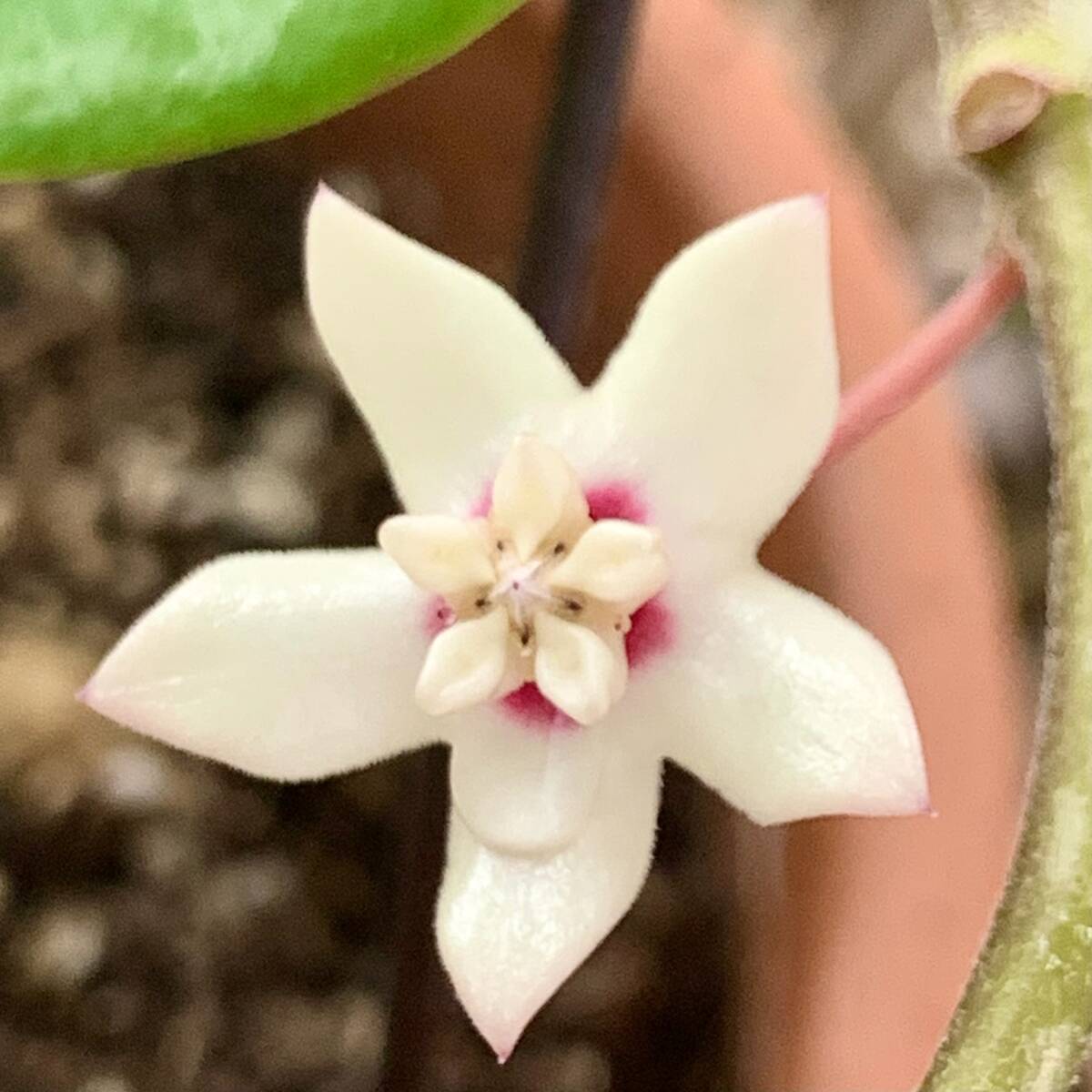 観葉植物　ポットごと　ホヤ　オーストラリア　　サクララン　丈夫で育てやすくかわいい花が咲きます。_親株花の参考画像です。