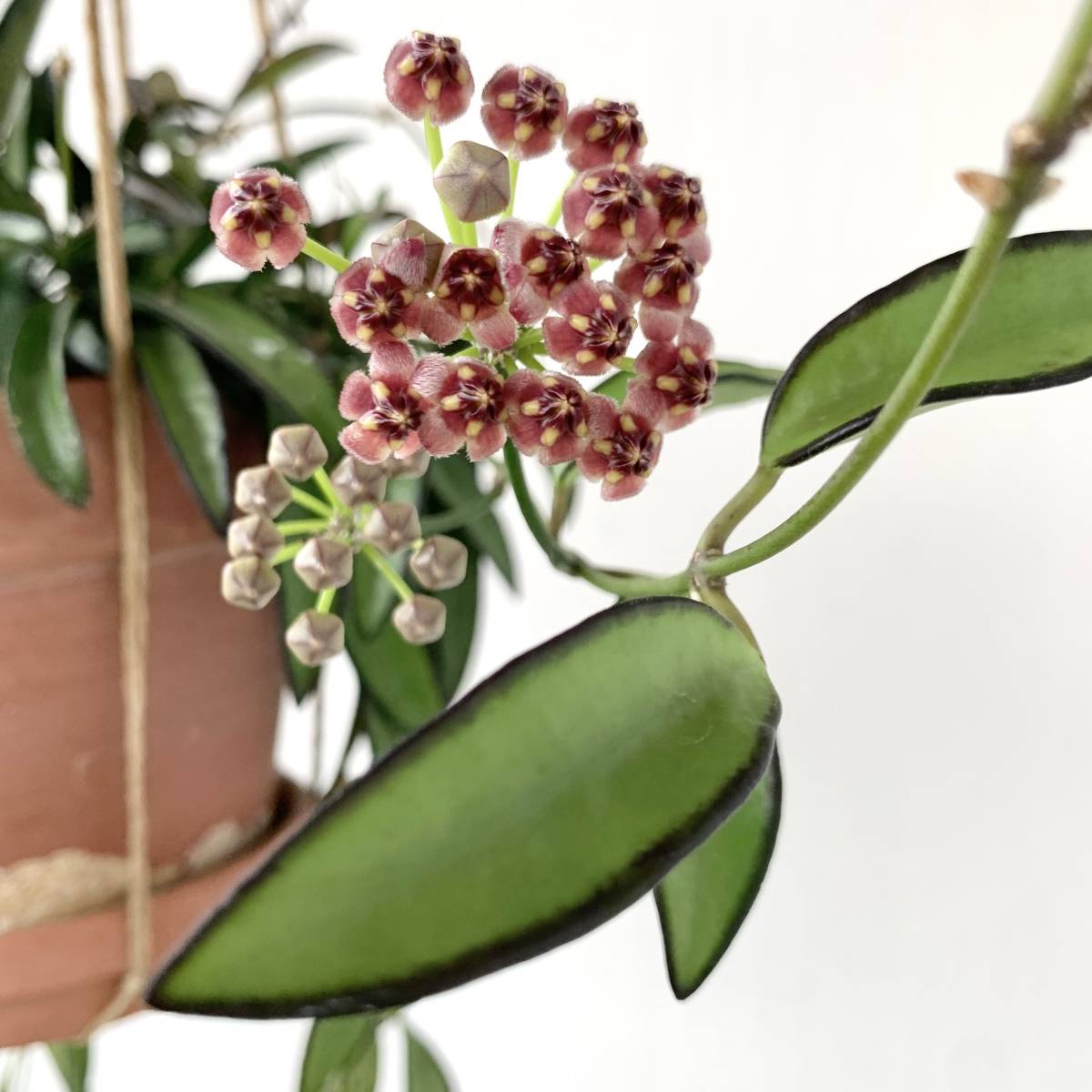 観葉植物　ホヤ ロンギフォリア　チャイナビーンズ　花付きがよく、とても丈夫で育てやすいです　サクララン　ハンギング向け_親株開花時の参考画像です。