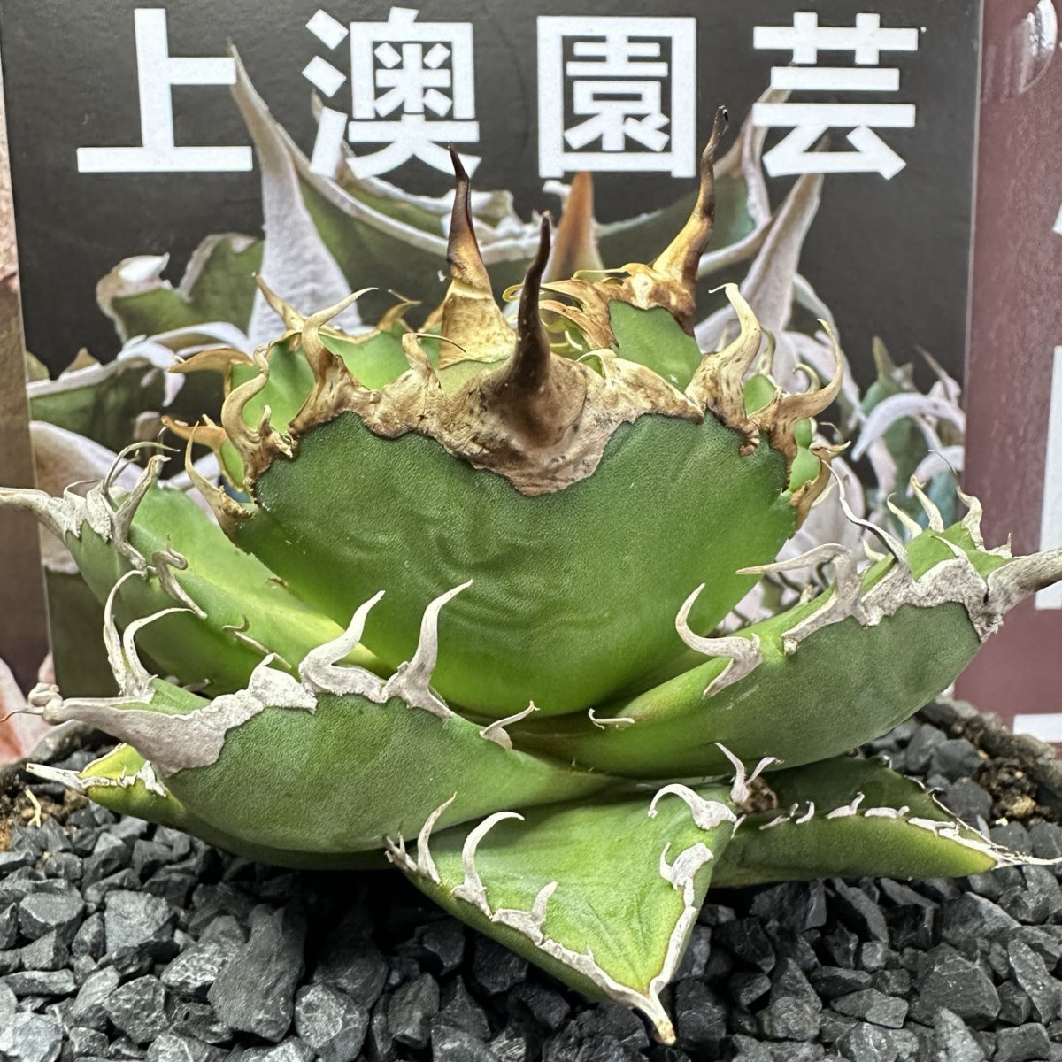Yahoo!オークション - 880【上澳園芸】 アガベagave チタノタ Yahoo!オークション - 880【上澳園芸】 アガベagave チタノタ