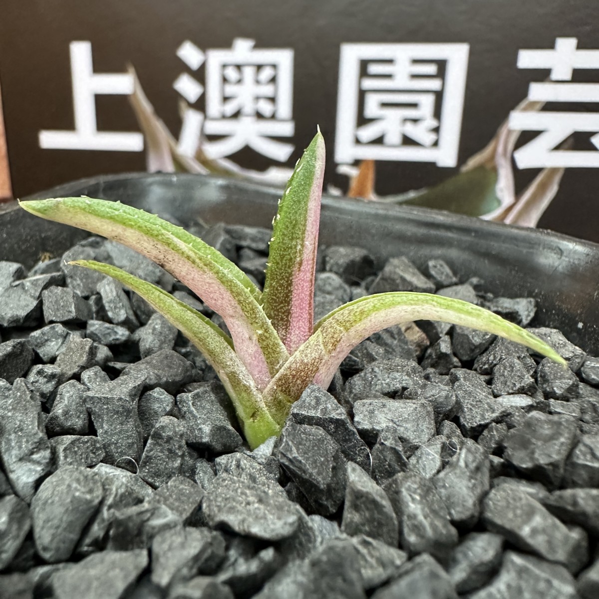 939【上澳園芸】多肉植物 アガベ チタノタ 小島錦 白中斑 発根済 稀少株 _画像3