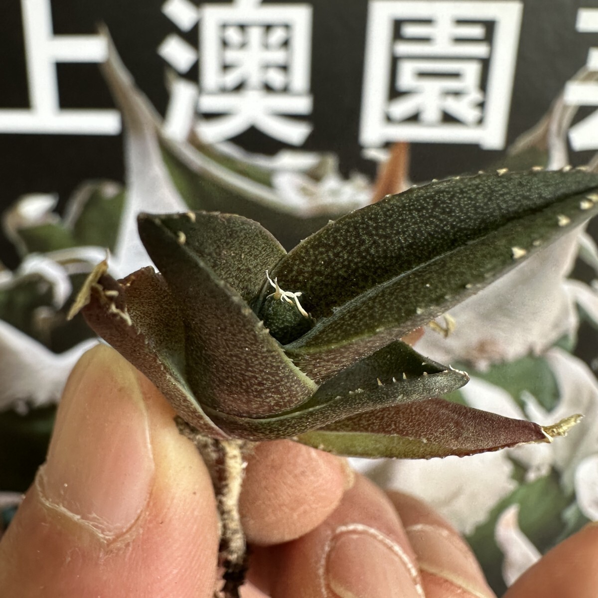Yahoo!オークション - 131【上澳園芸】 アガベ チタノタ 緑幽霊 Yahoo!オークション - 131【上澳園芸】 アガベ チタノタ 緑幽霊