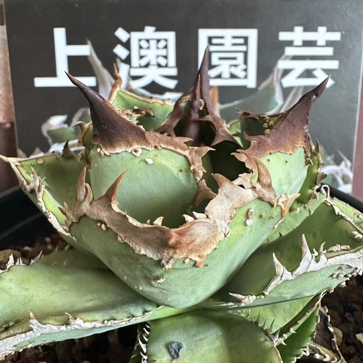 366【上澳園芸】 アガベ agave チタノタ 鰐亀 希少 特選 極上 優良血統OC株の画像2