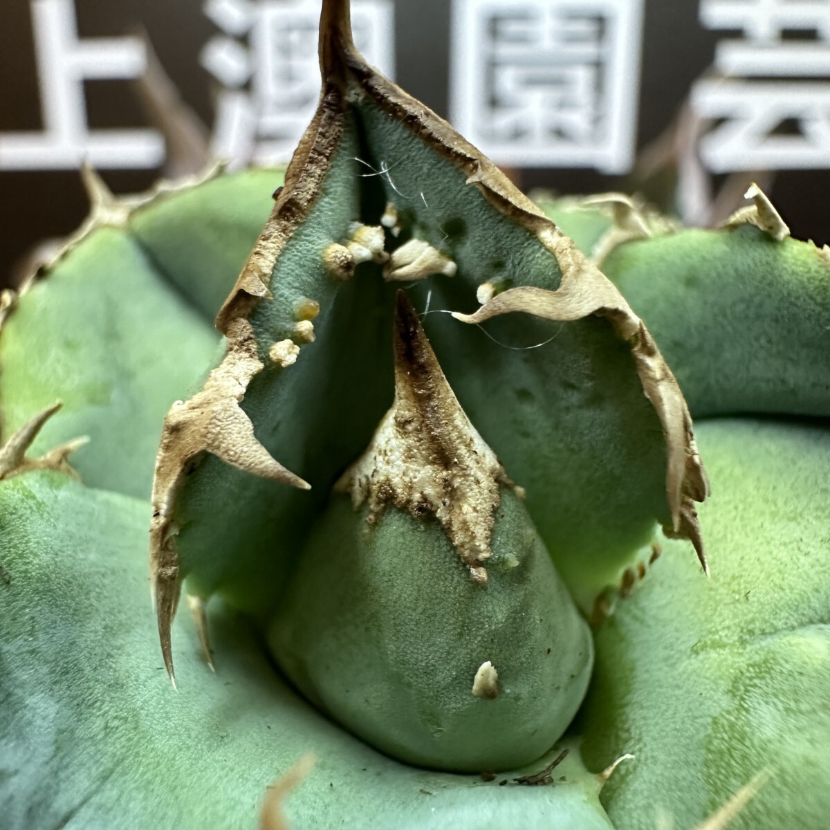 366【上澳園芸】 アガベ agave チタノタ 鰐亀 希少 特選 極上 優良血統OC株の画像8