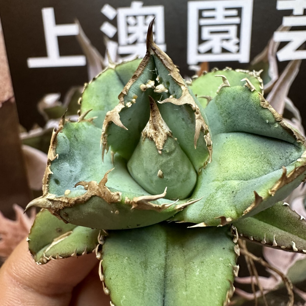 366【上澳園芸】 アガベ agave チタノタ 鰐亀 希少 特選 極上 優良血統OC株の画像4