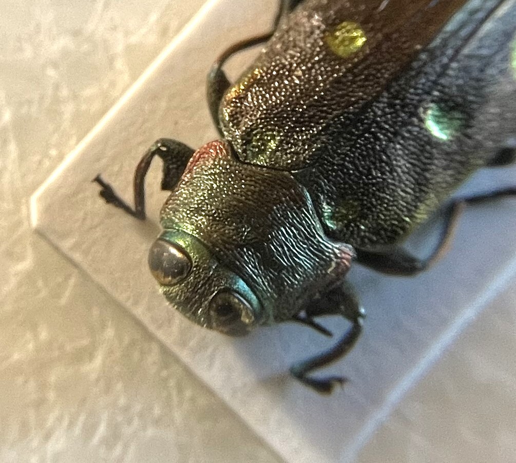 【日本の甲虫標本】東京都産　ムツボシタマムシ1頭　　【約11ミリ】_画像3