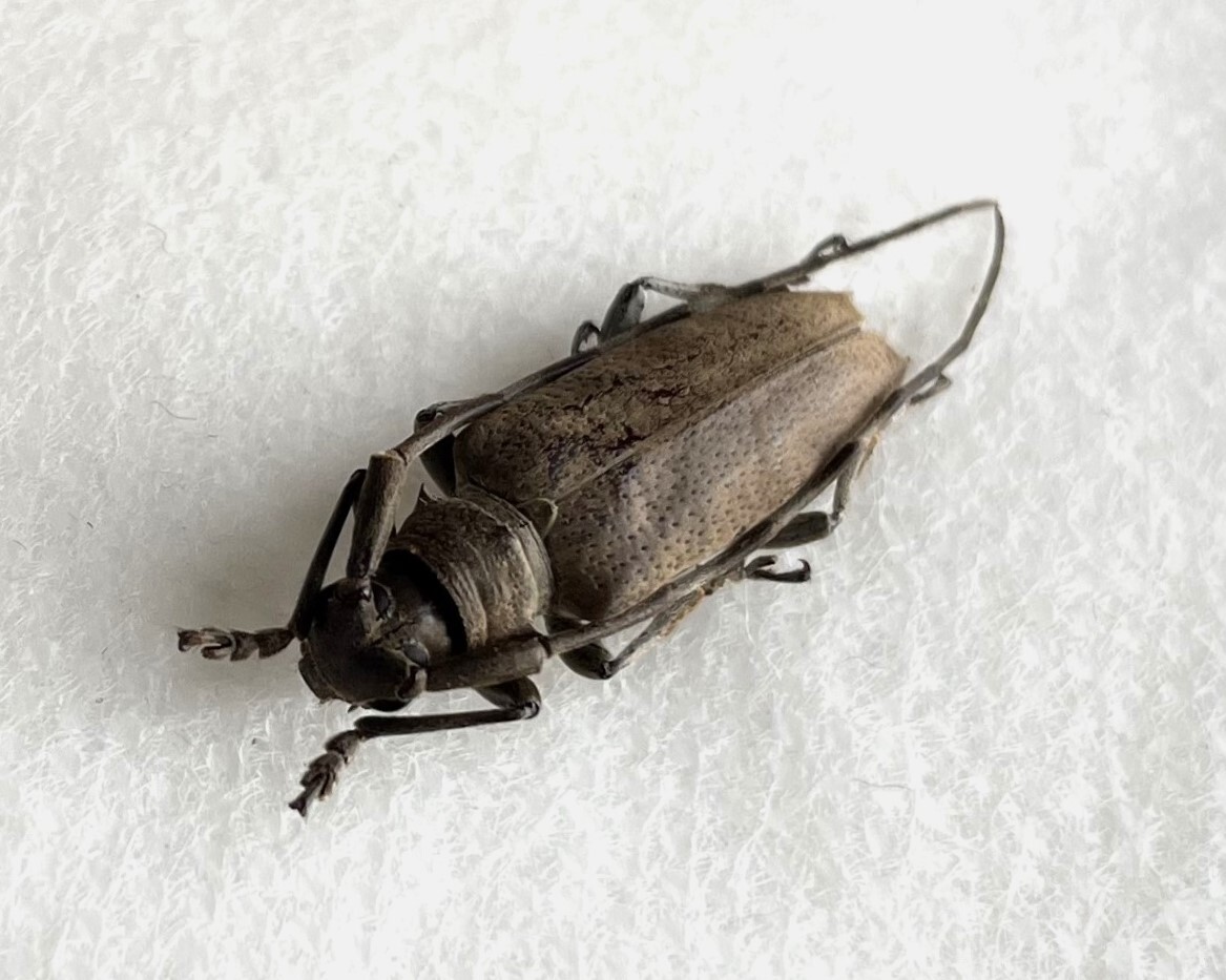 【日本の甲虫標本】沖縄本島産　カミキリの1種（オキナワフトカミキリと思います）　【約20ミリ】_画像1