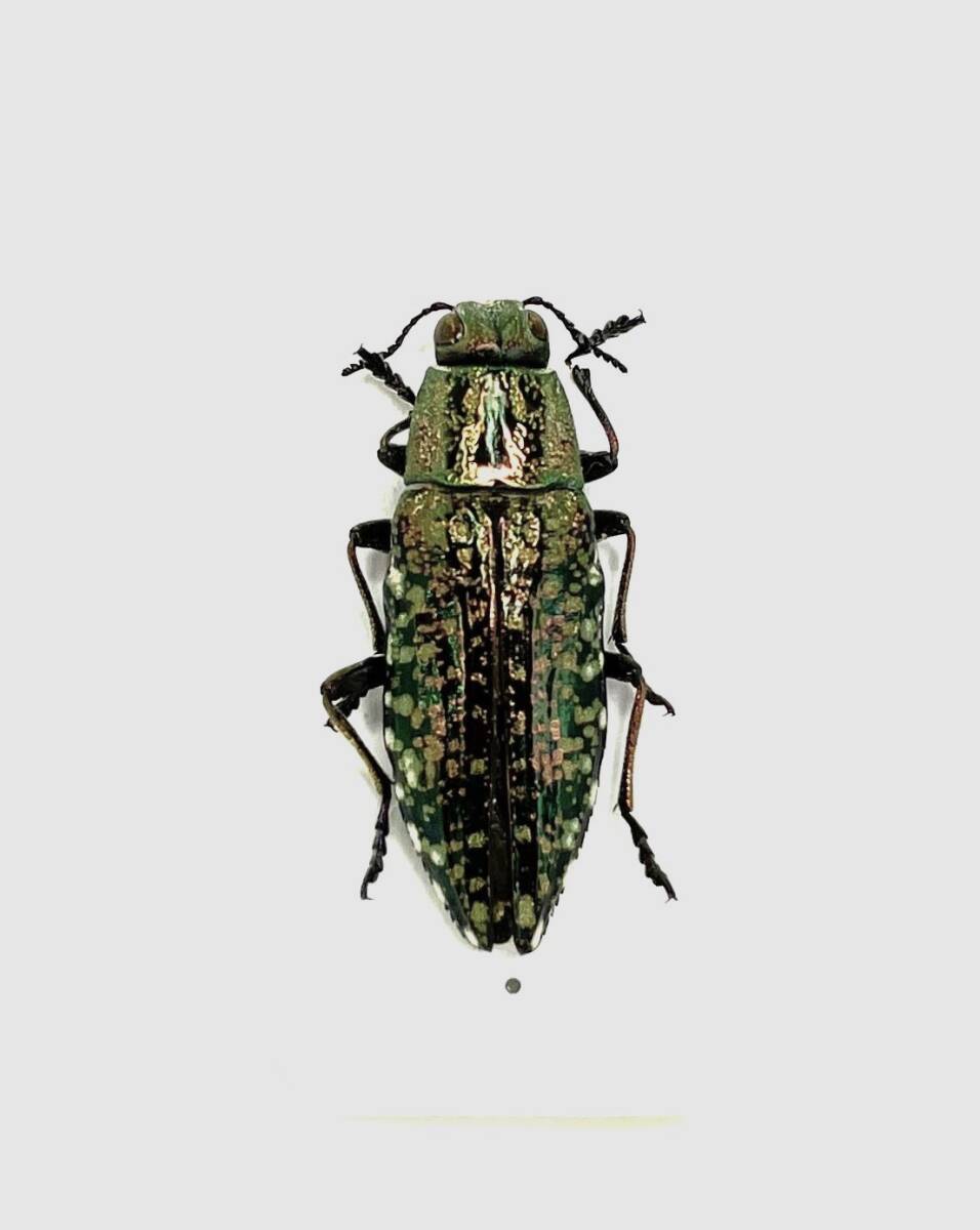 【日本の甲虫標本】佐賀県産　クロマダラタマムシ（修理品）　【約22ミリ】_画像1