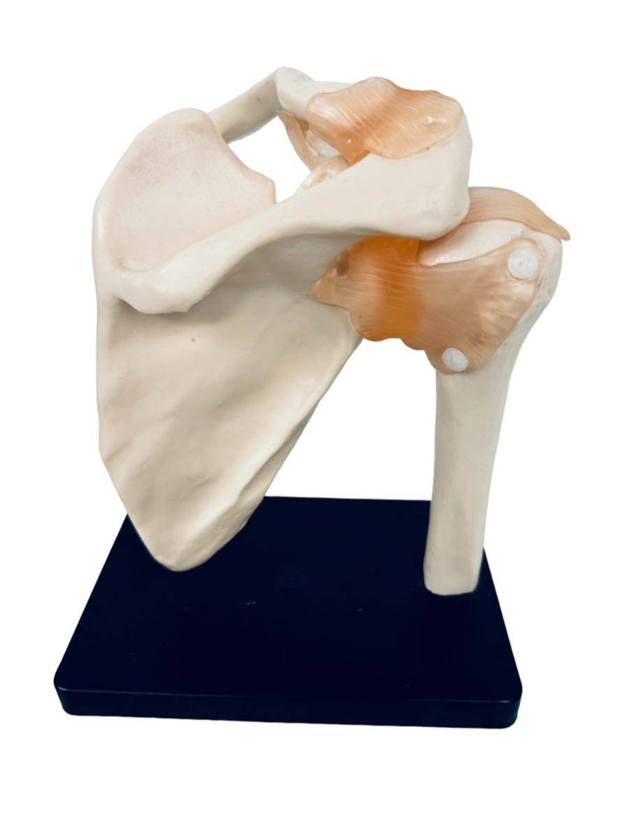 骨格模型　肩関節(上腕骨・鎖骨・肩甲骨)靱帯_画像2