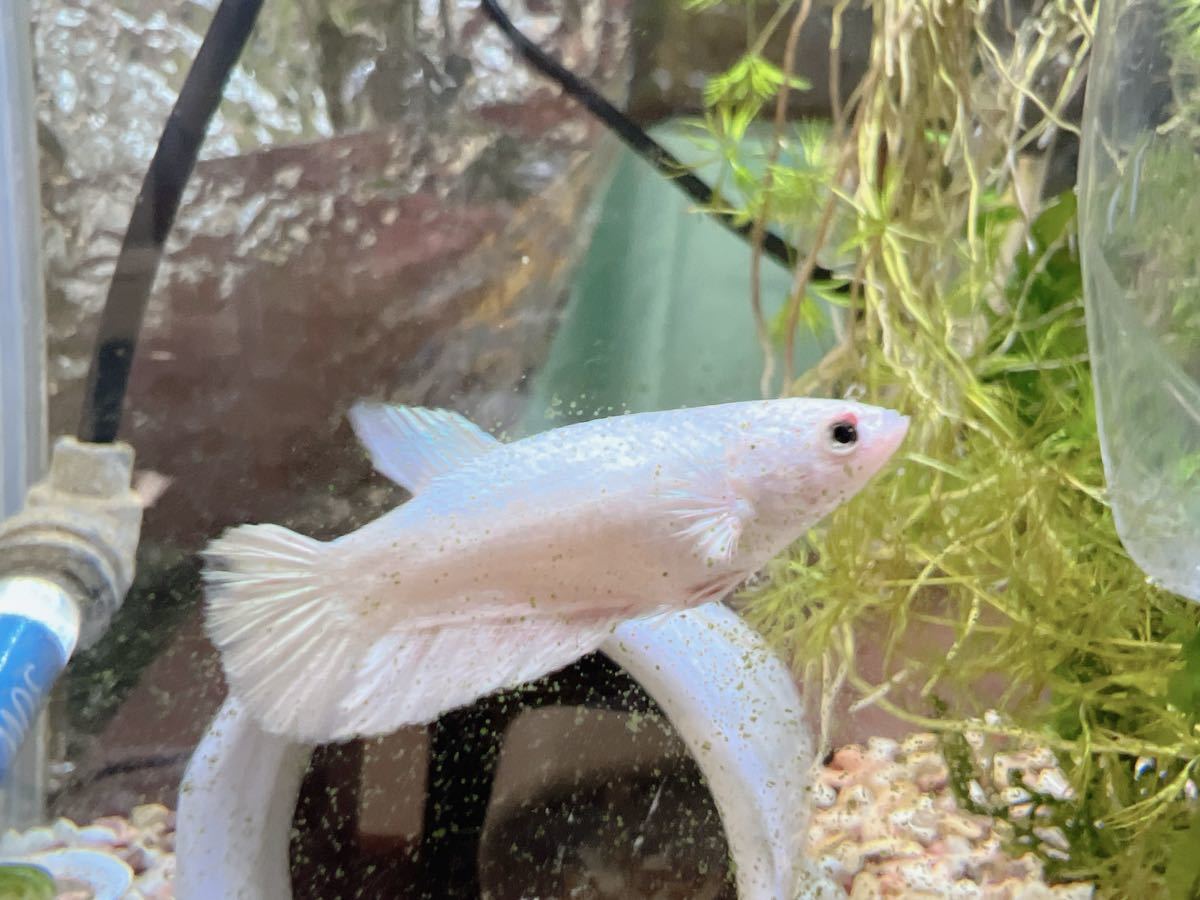 ☆発送日限定です☆ betta プラチナホワイトハーフムーン　オスメスペア_画像9