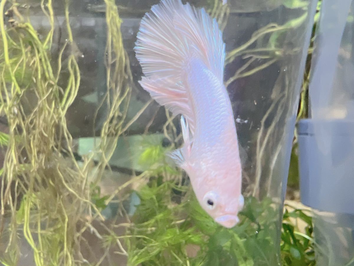 ☆発送日限定です☆ betta プラチナホワイトハーフムーン　オスメスペア_画像5