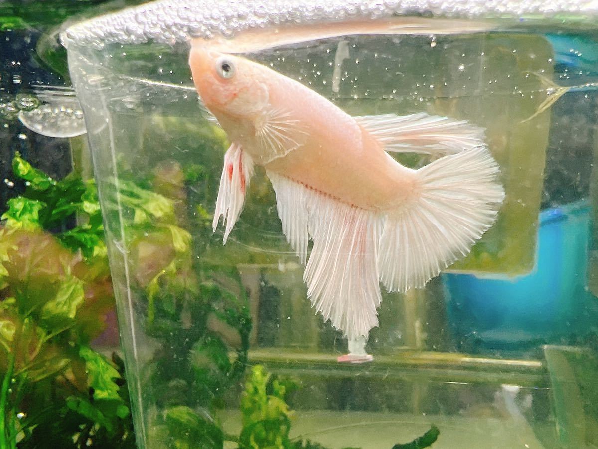 ☆発送日限定です☆ betta プラチナホワイトハーフムーン　オスメスペア_画像2