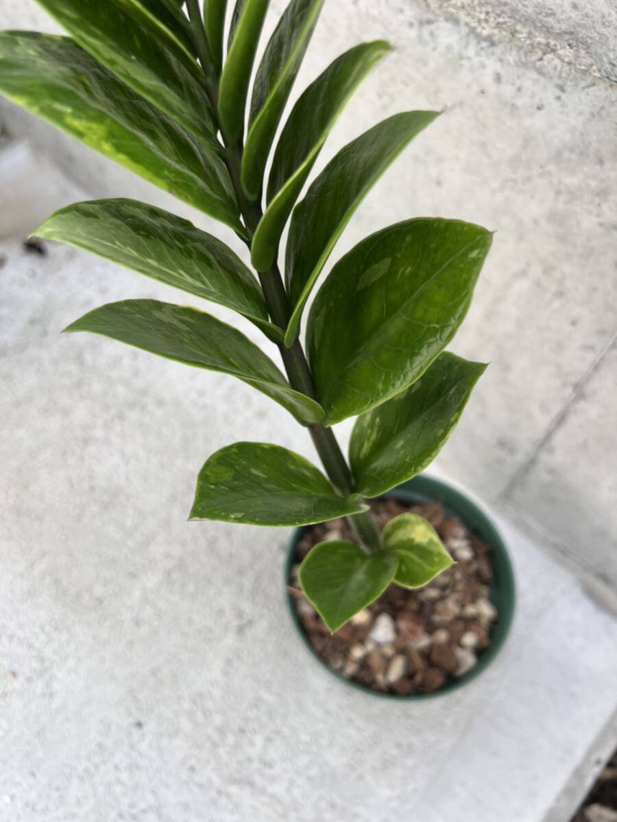 ザミオクルカス ザミーフォリア 斑入りZamioculcas Zamiifolia 14_画像4