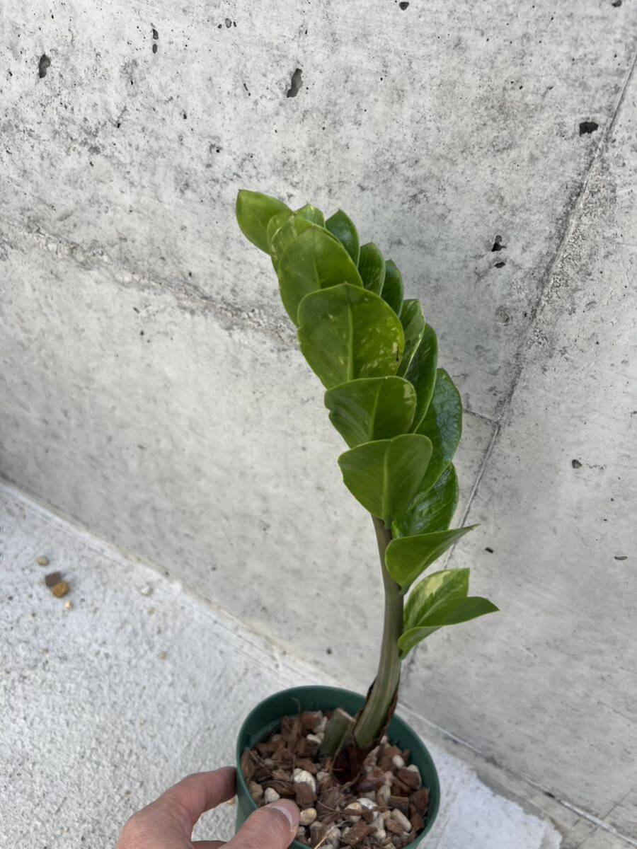 ザミオクルカス ザミーフォリア 斑入りZamioculcas Zamiifolia 14_画像7