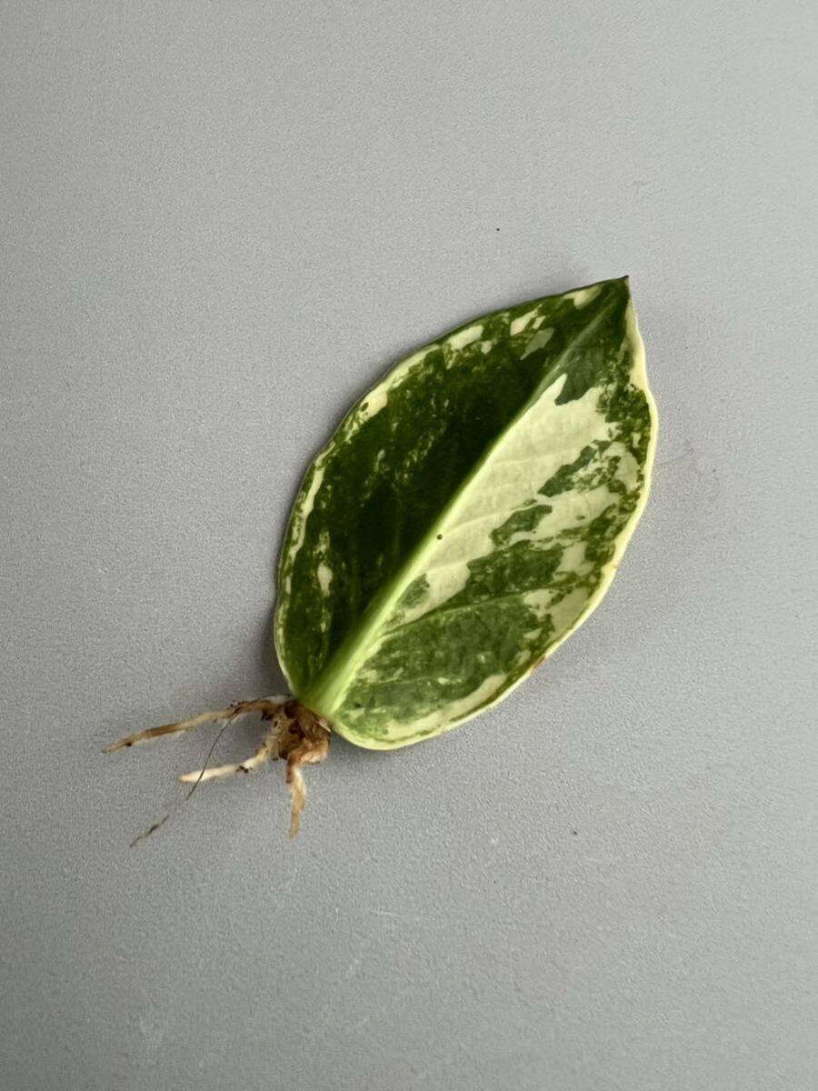 ザミオクルカス ザミーフォリア 斑入りZamioculcas Zamiifolia 15_画像1