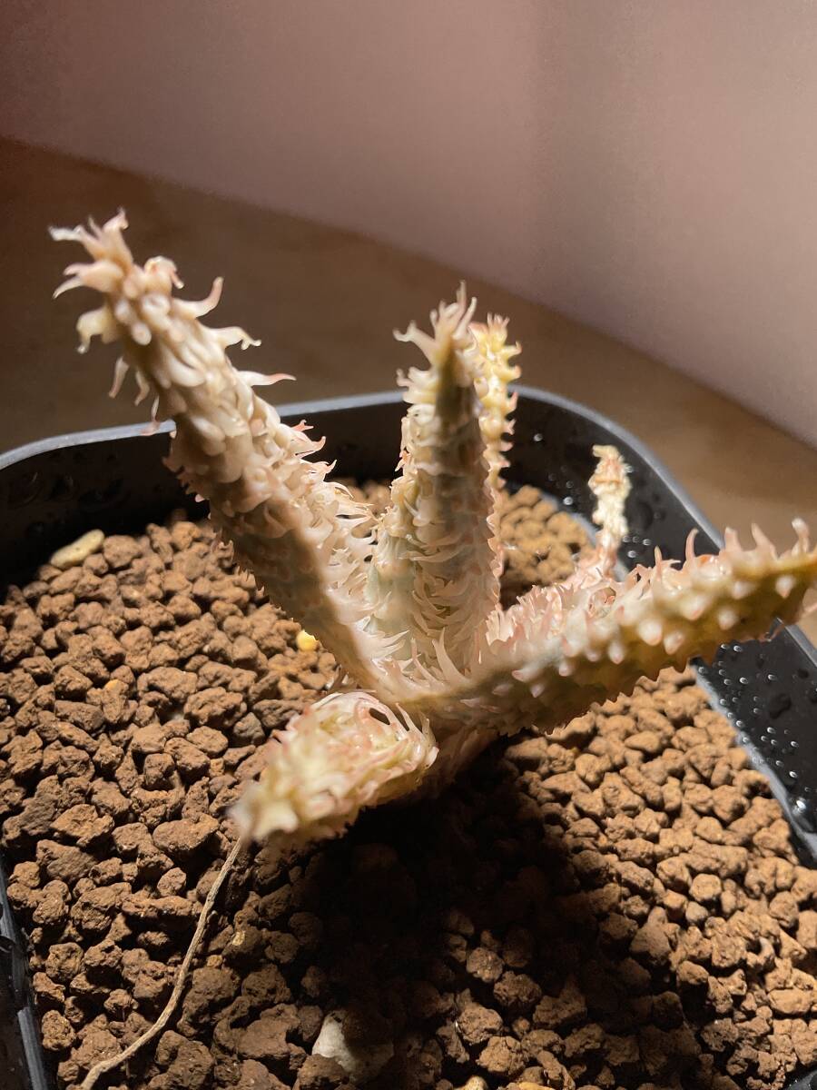 多肉植物 アロエ　tempura テンプラ　TCT original パピー　Aloe hybrid 塊根 コーデックス 灌木 珍奇植物 ビザールプランツ_画像3
