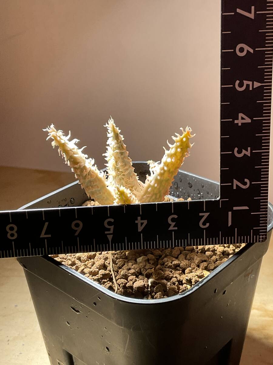 多肉植物 アロエ　tempura テンプラ　TCT original パピー　Aloe hybrid 塊根 コーデックス 灌木 珍奇植物 ビザールプランツ_画像5