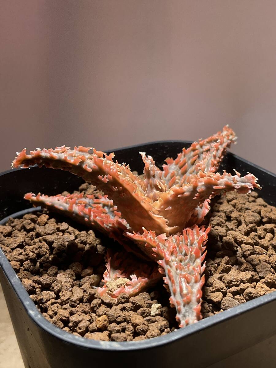 多肉植物 サボテン アロエ　ハイブリッド 実生　13　Aloe hybrid 塊根 コーデックス 灌木 珍奇植物 ビザールプランツ_画像3