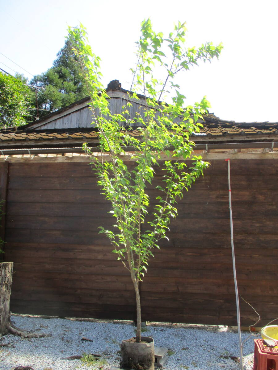 植樹の季節　記念樹に　綺麗です　☆サクラ　椿寒桜☆　Ｈ3.2m　大人気_画像1