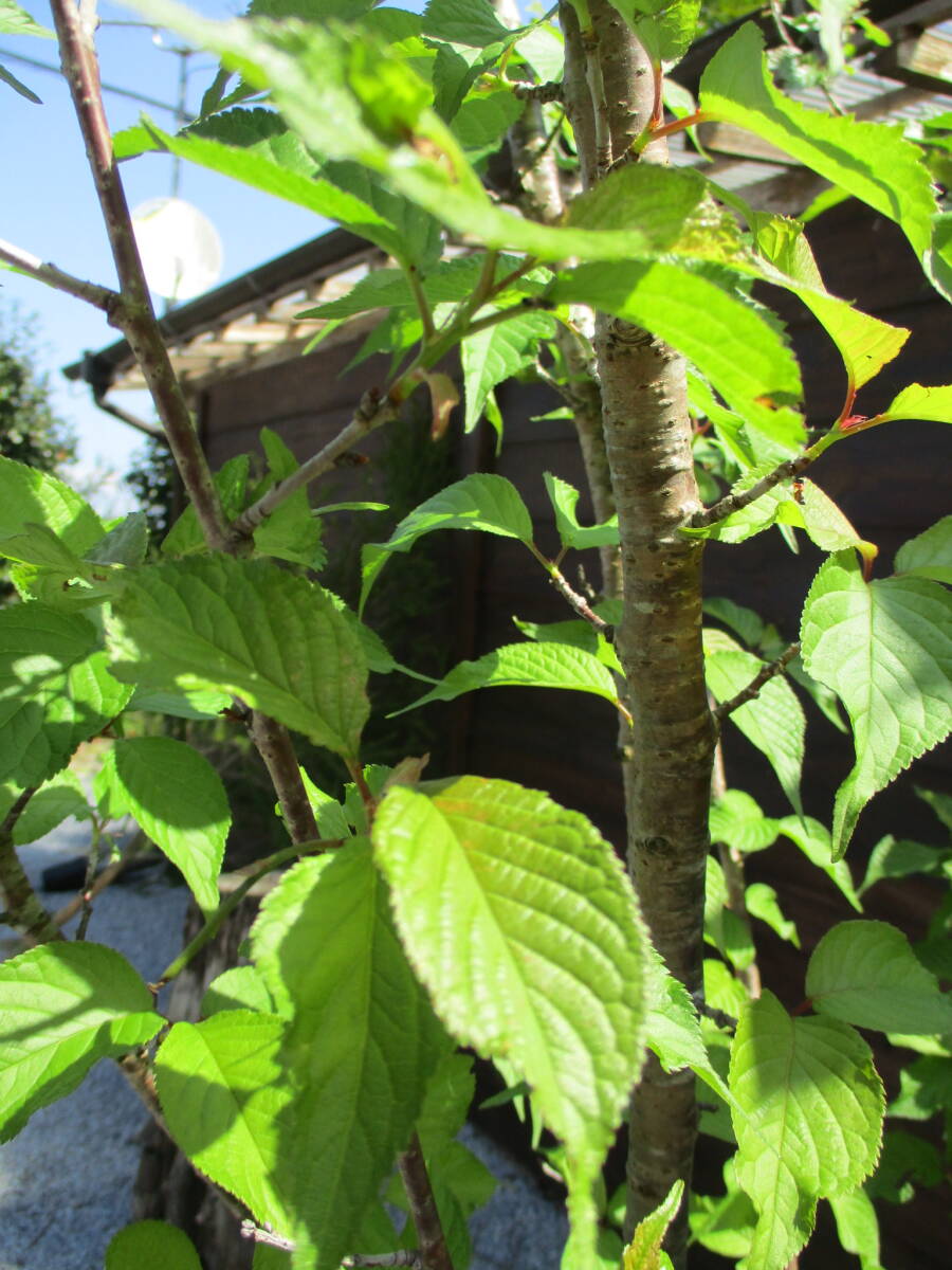 植樹の季節　記念樹に　綺麗です　☆サクラ　椿寒桜☆　Ｈ3.2m　大人気_画像5