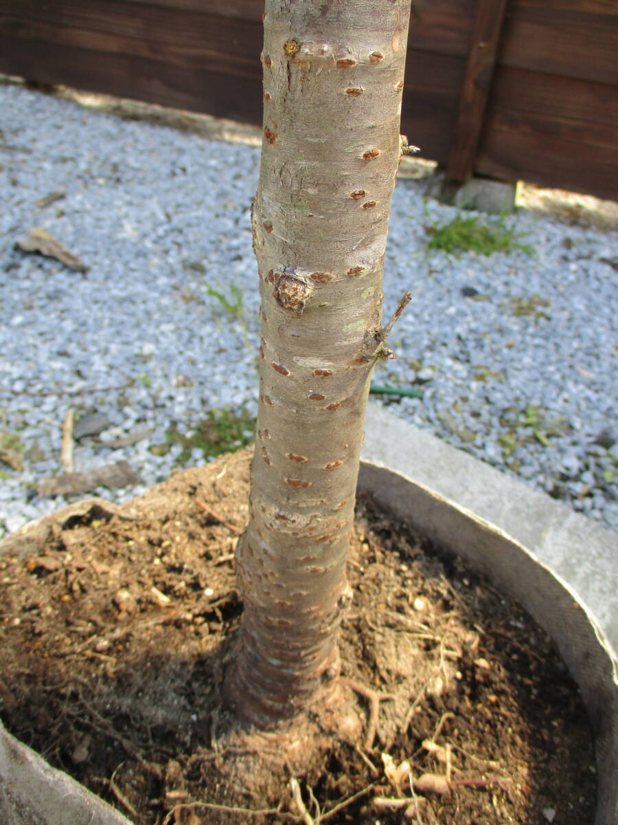 植樹の季節　記念樹に　綺麗です　☆サクラ　椿寒桜☆　Ｈ3.2m　大人気_画像6