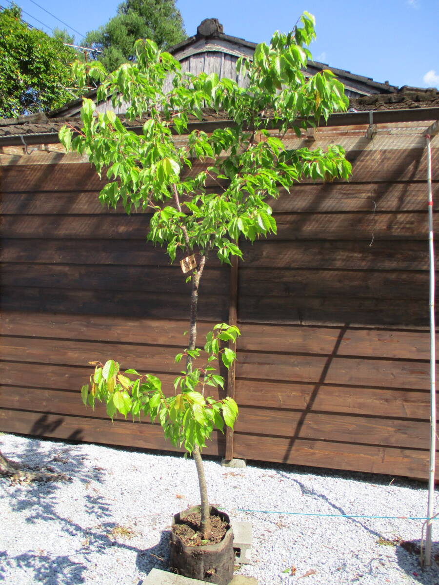 記念樹に 綺麗です ☆サクラ 八重寒緋桜（ヤエカンヒザクラ）☆ Ｈ2.6m 大人気の画像1