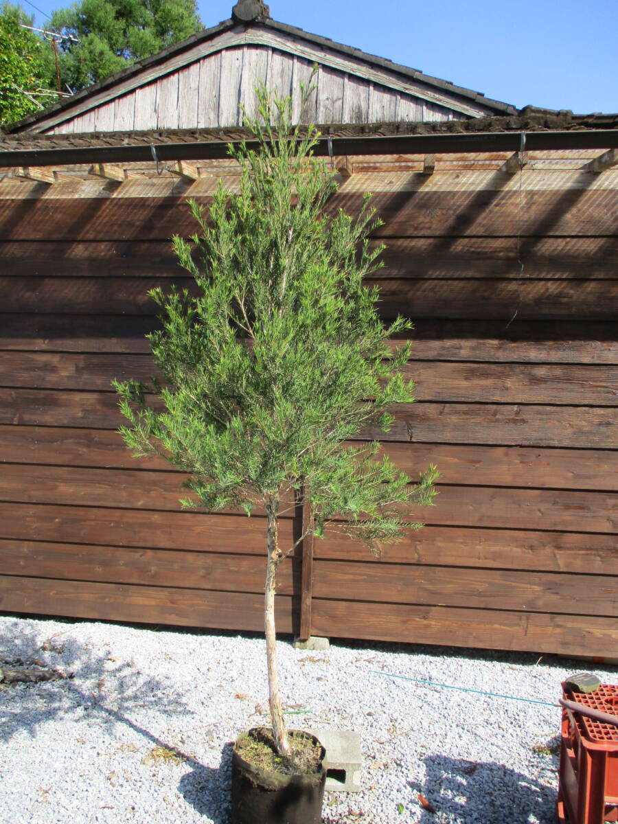 ... season wonderful tea tree *me RaRe uka snow in summer * H2.3m 2