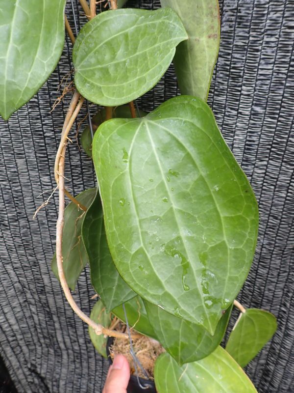 ホヤ・ラティフォリア(マクロフィラ)　大型になる葉の独特な原種　_画像6