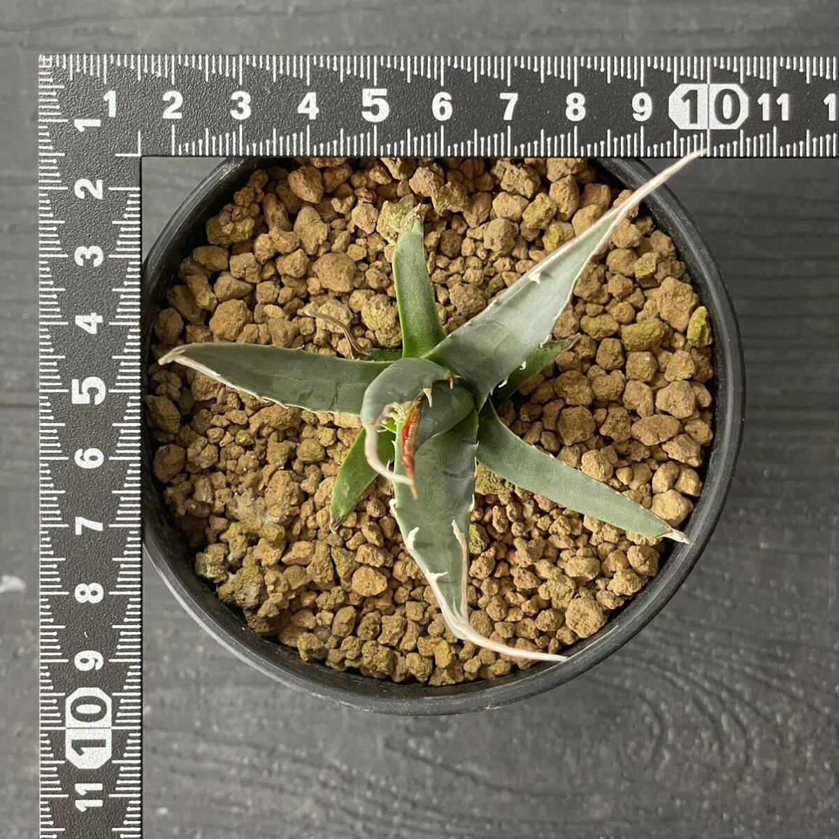 S503-66【小株】陽炎蕾形厚肉粗曲棘アガベ ユタエンシス /Agave S503-66【小株】陽炎蕾形厚肉粗曲棘アガベ ユタエンシス /Agave