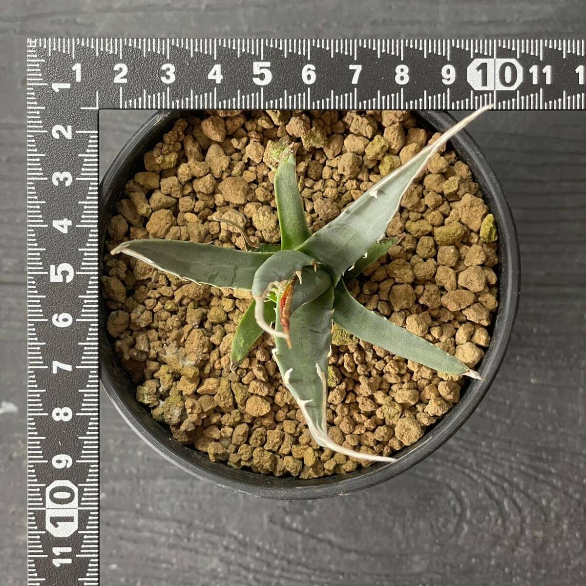 アガベ ユタエンシス エボリスピナ ' 陽炎 '(長棘TYPE) Agave utahensis eborispina ' 陽炎 ' (長棘TYPE) 10_画像7