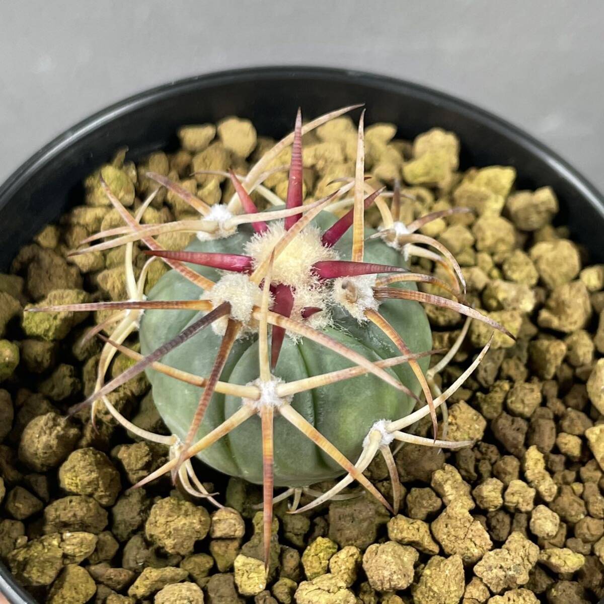 エキノカクタス 太平丸 Echinocactus horizonthalonius 実生 14_画像1