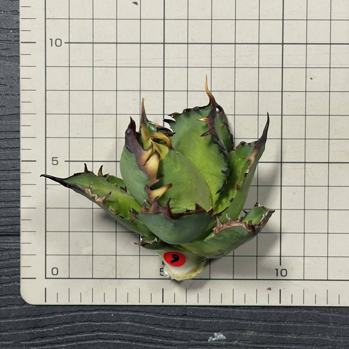 アガベ チタノタ 'レッドキャットウィーズル' agave titanota ' Red catweezle ' 9_画像8