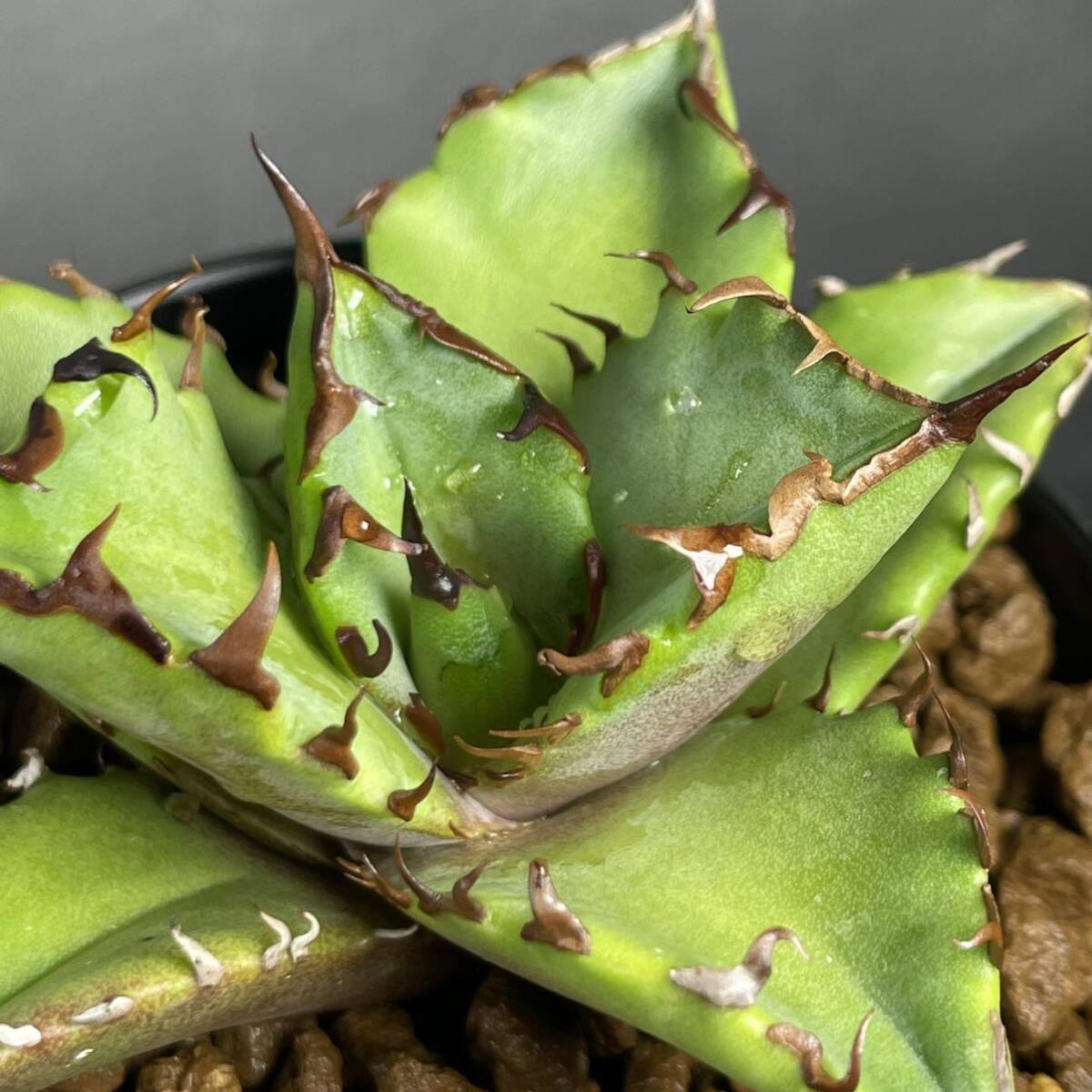 アガベ チタノタ 実生 Agave titanota seedling 20_画像3