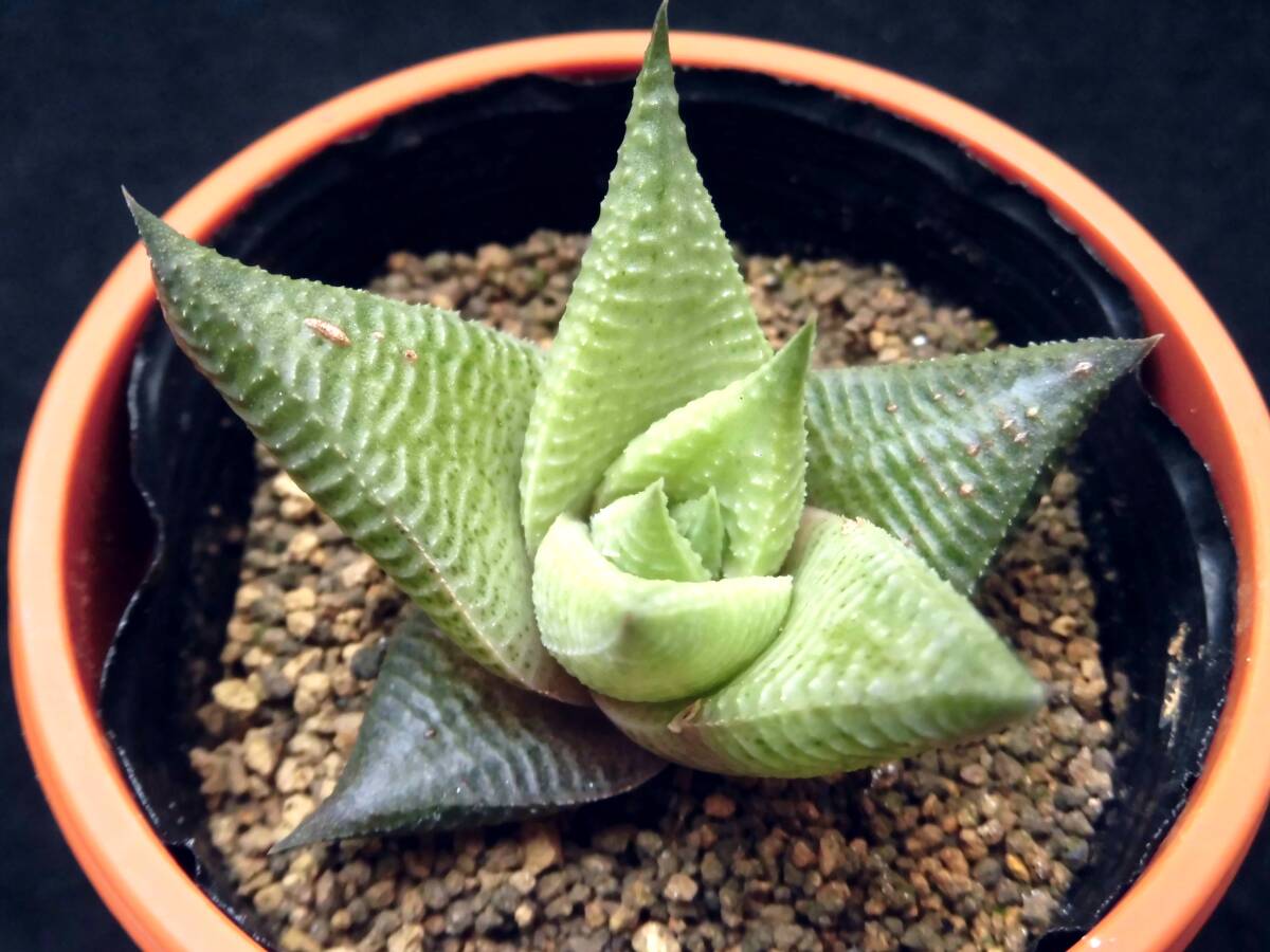 【limifolia White form IB11791 Golela】ハオルチア☆多肉植物☆サボテン_出品苗です