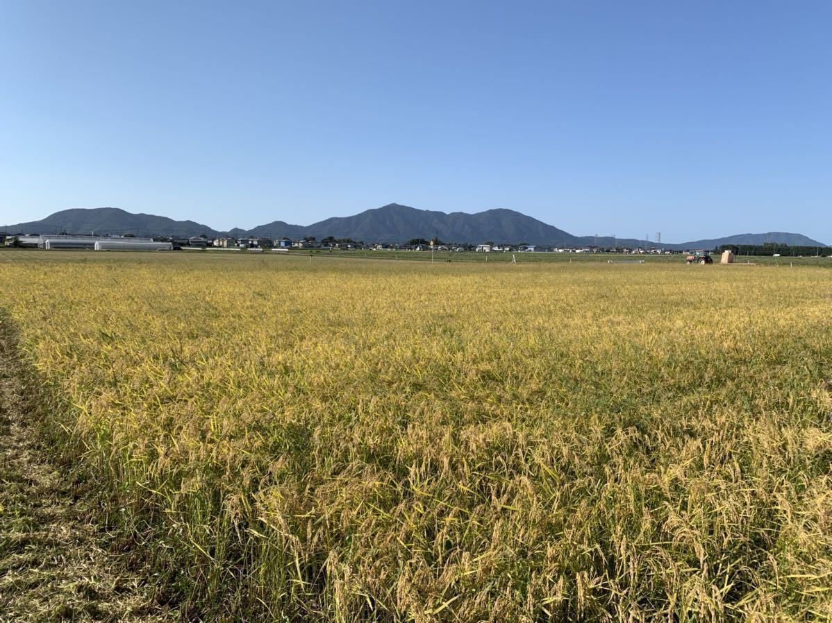 ★安心安全★農家直送★令和五年★新潟県産コシヒカリ★中米３０キロ_秋の稲刈り