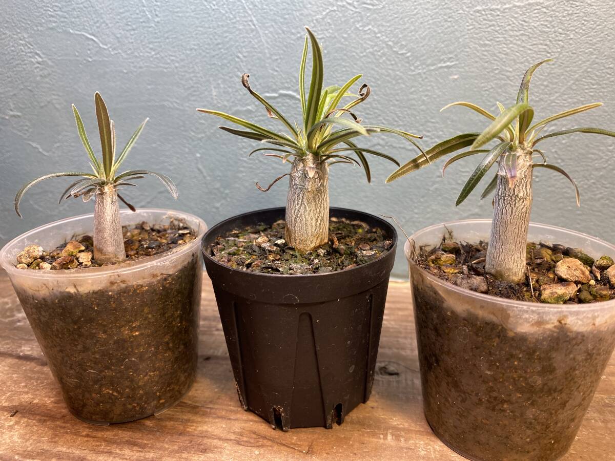 1円売切り！ 4. パキポディウム グラキリス 3株セット　Pachypodium rosulatum var. gracilius 実生 同梱可_画像8