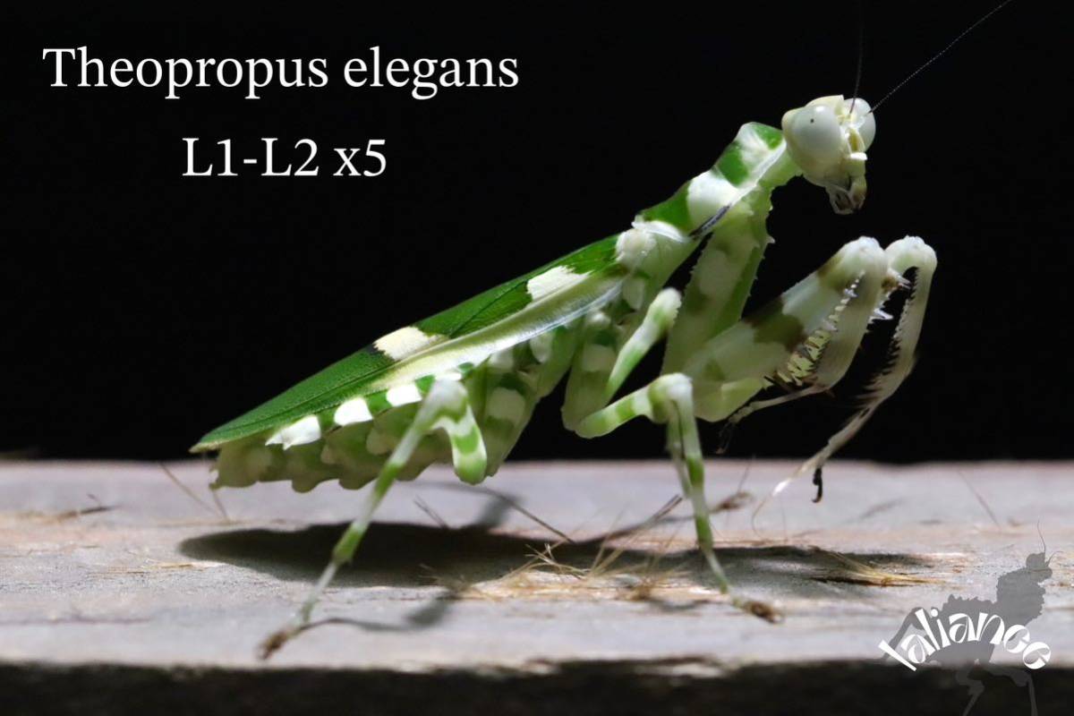 Theopropus elegans 初齢〜2齢 5匹 CB カマキリの画像1