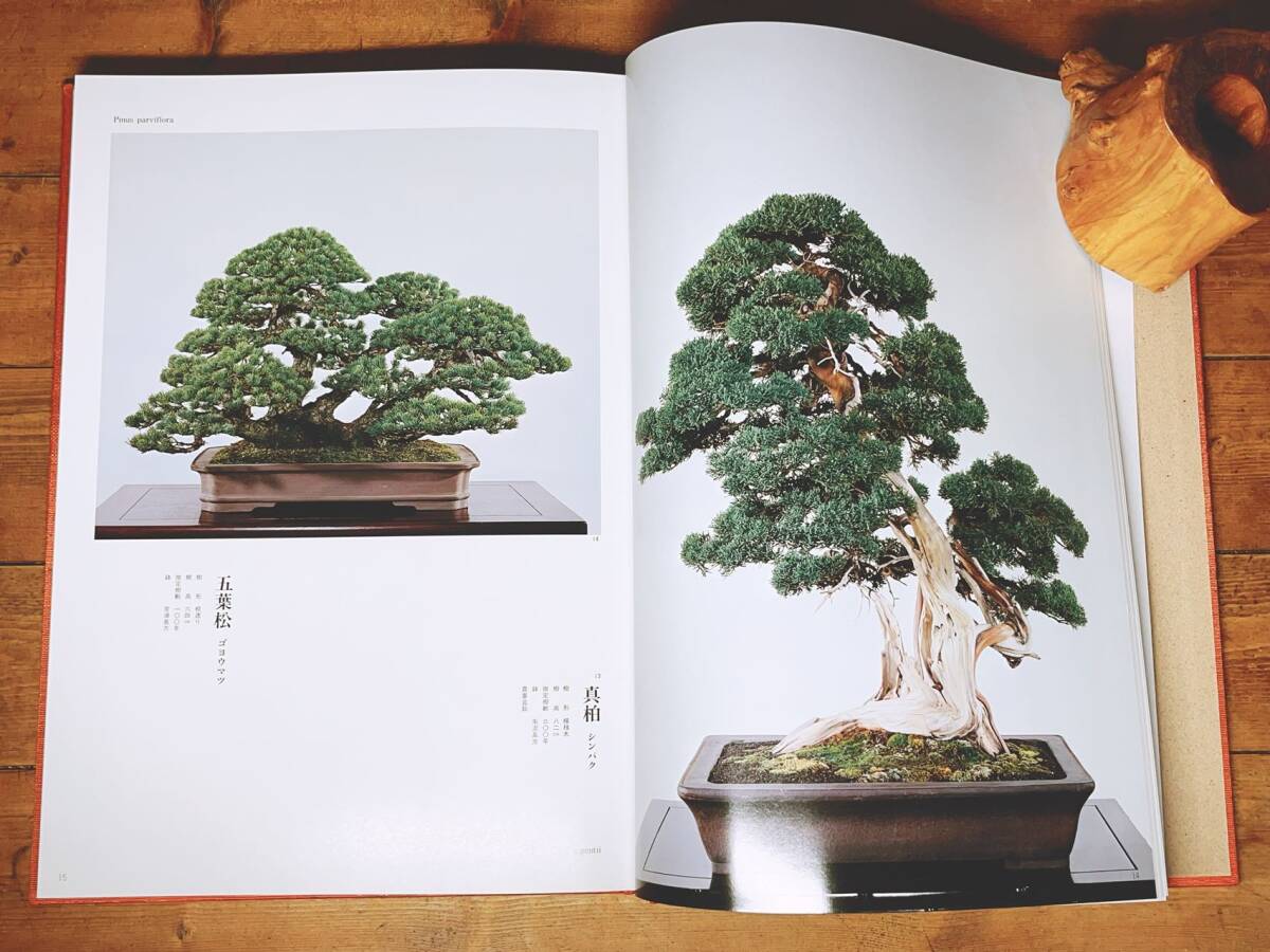  regular price 20 ten thousand!! Japan bonsai suiseki st name goods large series all 12 volume . photograph great number publication!! inspection : raw . flower / Rhododendron indicum bonsai / pine Kashiwa bonsai /. tree bonsai / shohin bonsai / deciduous tree / potted plant / appreciation stone 