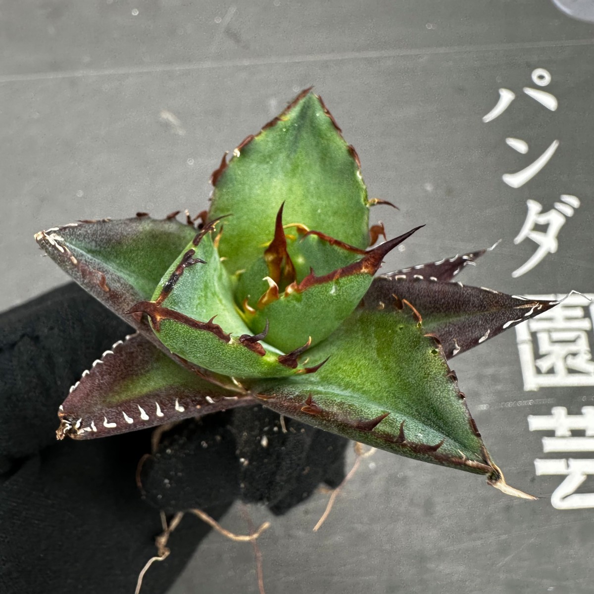 D21 【パンダ園芸】アガベ　チタノタ HADES ハデス 恐竜牙歯 Agave titanota Hades　メリクロン株 発根済み _画像3