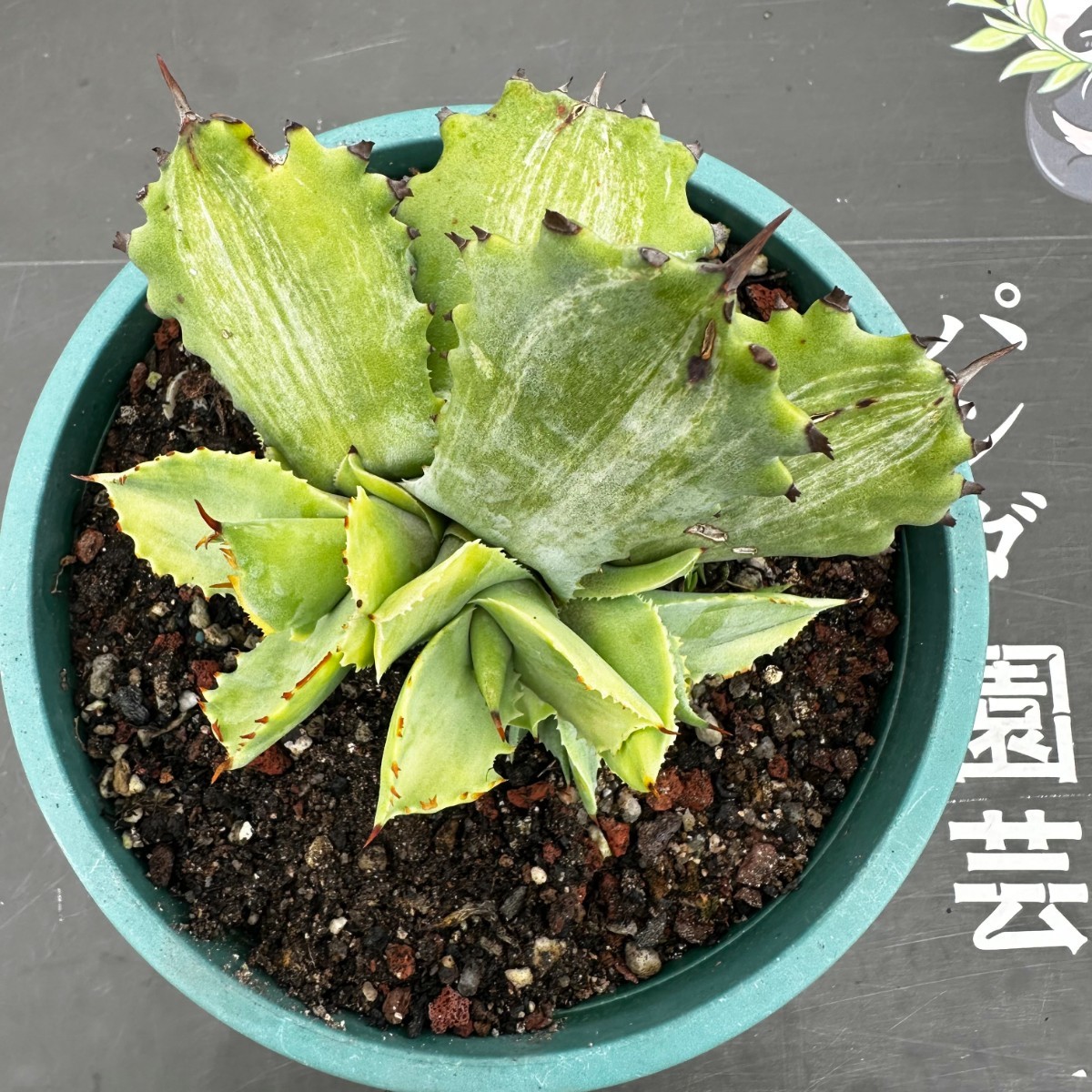 D61 【パンダ園芸】 多肉植物 アガべ イシスメンシス甲蟹 石化白縞斑 子株_画像1