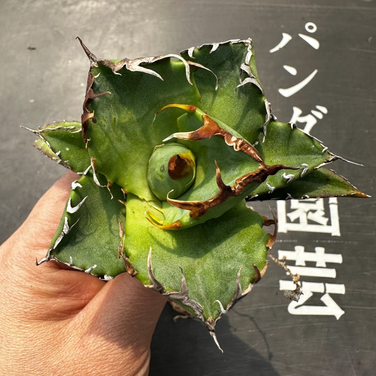 G50【パンダ園芸】アガベ チタノタ 多肉植物 蟹 カニ強棘 極上株発根済み_画像3