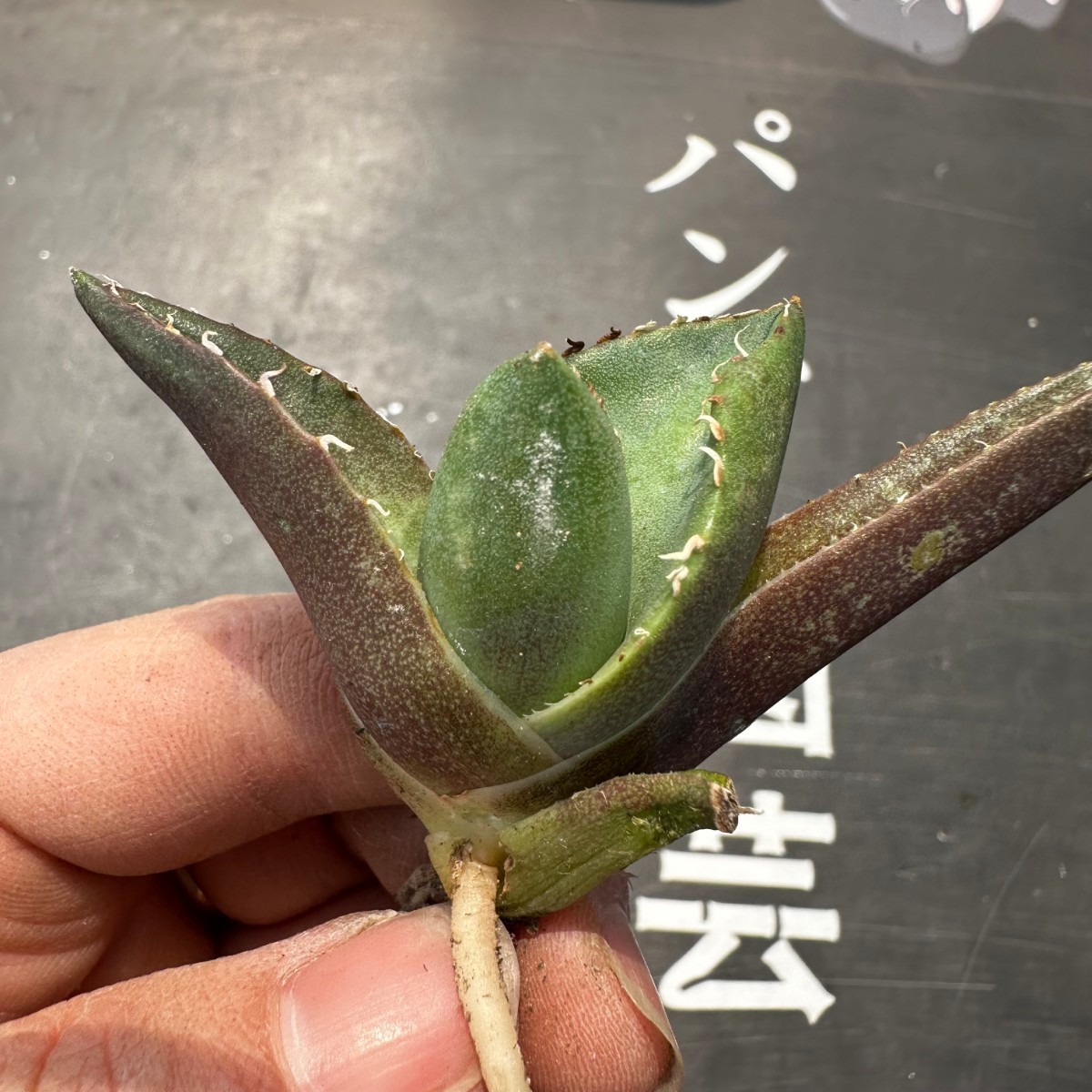 G63【パンダ園芸】アガベ チタノタ ジャガーノート 純血 / Agave titanota 'Juggernaut' pure blood メリクロン株 発根済み _画像5