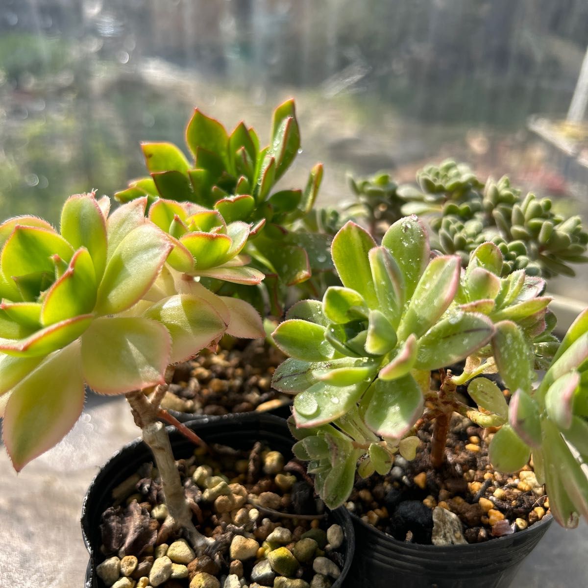 多肉植物 アエオニウム 10苗 セット④ 抜き苗 甜茶錦 鳳凰法師錦 多肉植物 アエオニウム 10苗 セット④ 抜き苗 甜茶錦 鳳凰法師錦