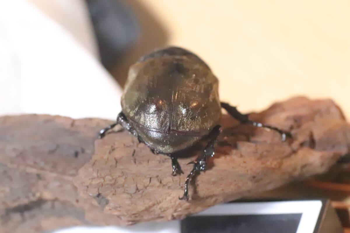 サビイロカブト 成虫♂♀ペアＣＢＦ１ スラウェシ島パロロバル④_画像4