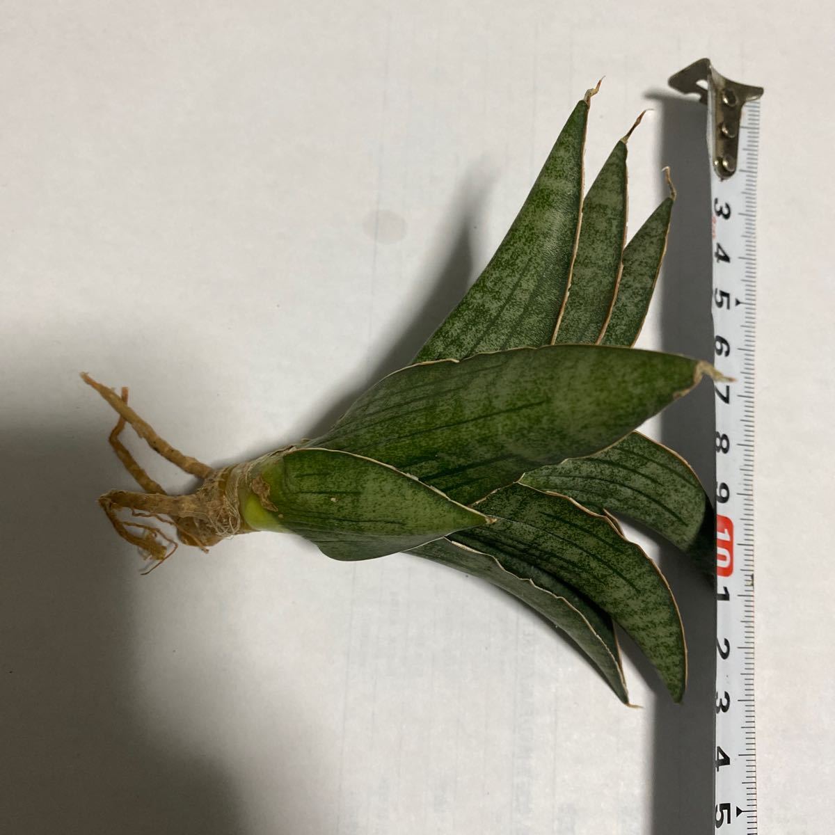 サンスベリア　ハイブリッド　A077 Sansevieria new Hibrid 'A077' 多肉植物 レアな　サンセベリア　_画像8