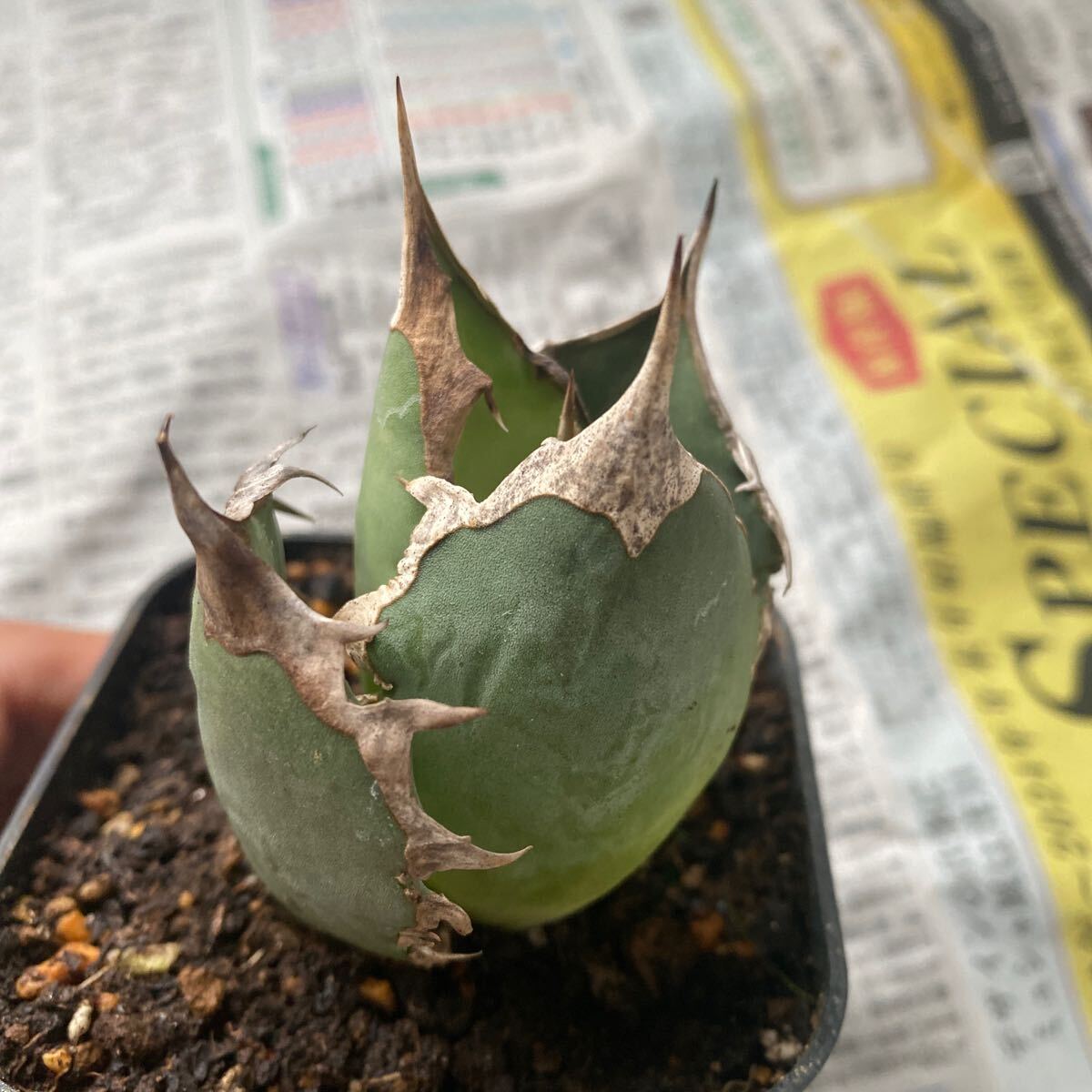 超希少種 Agave titanota FO-076 アガベ チタノタ オテロイ FO-076 多肉植物 レアな アガベ オテロイ 強棘 ボールタイプ の画像3