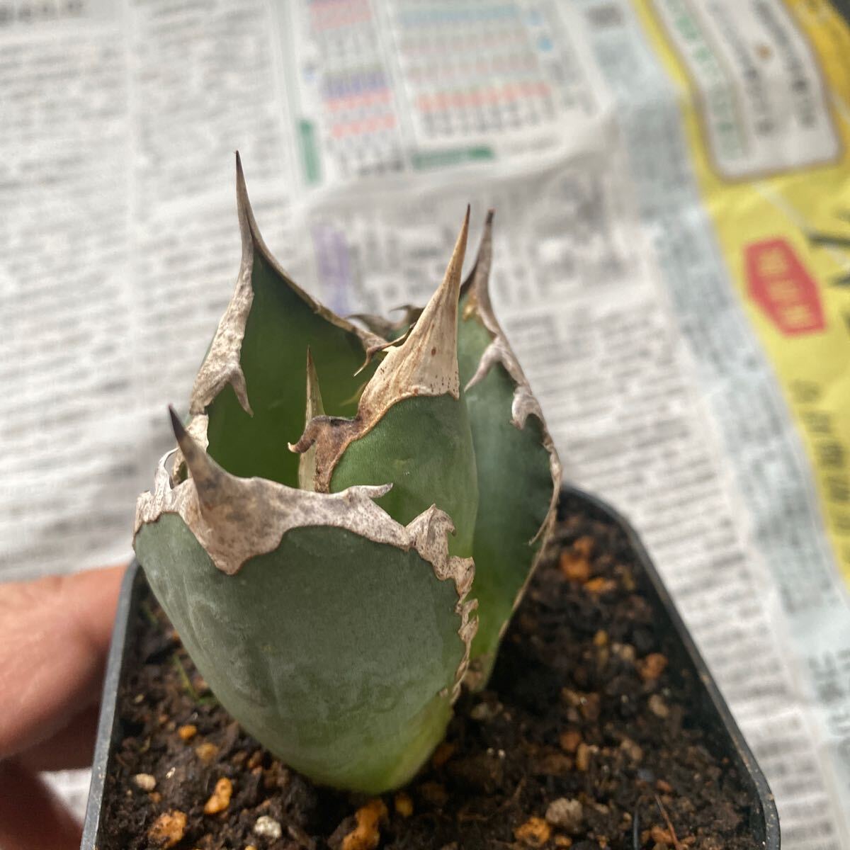 超希少種 Agave titanota FO-076 アガベ チタノタ オテロイ FO-076 多肉植物 レアな アガベ オテロイ 強棘 ボールタイプ の画像1