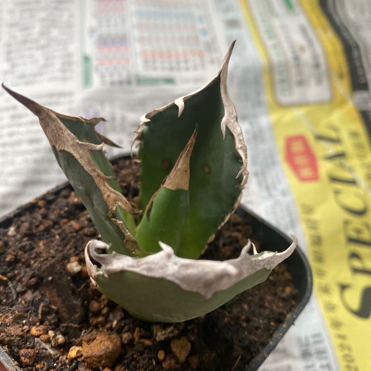 超希少種 Agave titanota FO-076 アガベ チタノタ オテロイ FO-076 多肉植物 レアな アガベ オテロイ 強棘 ボールタイプ 白鯨 の画像2