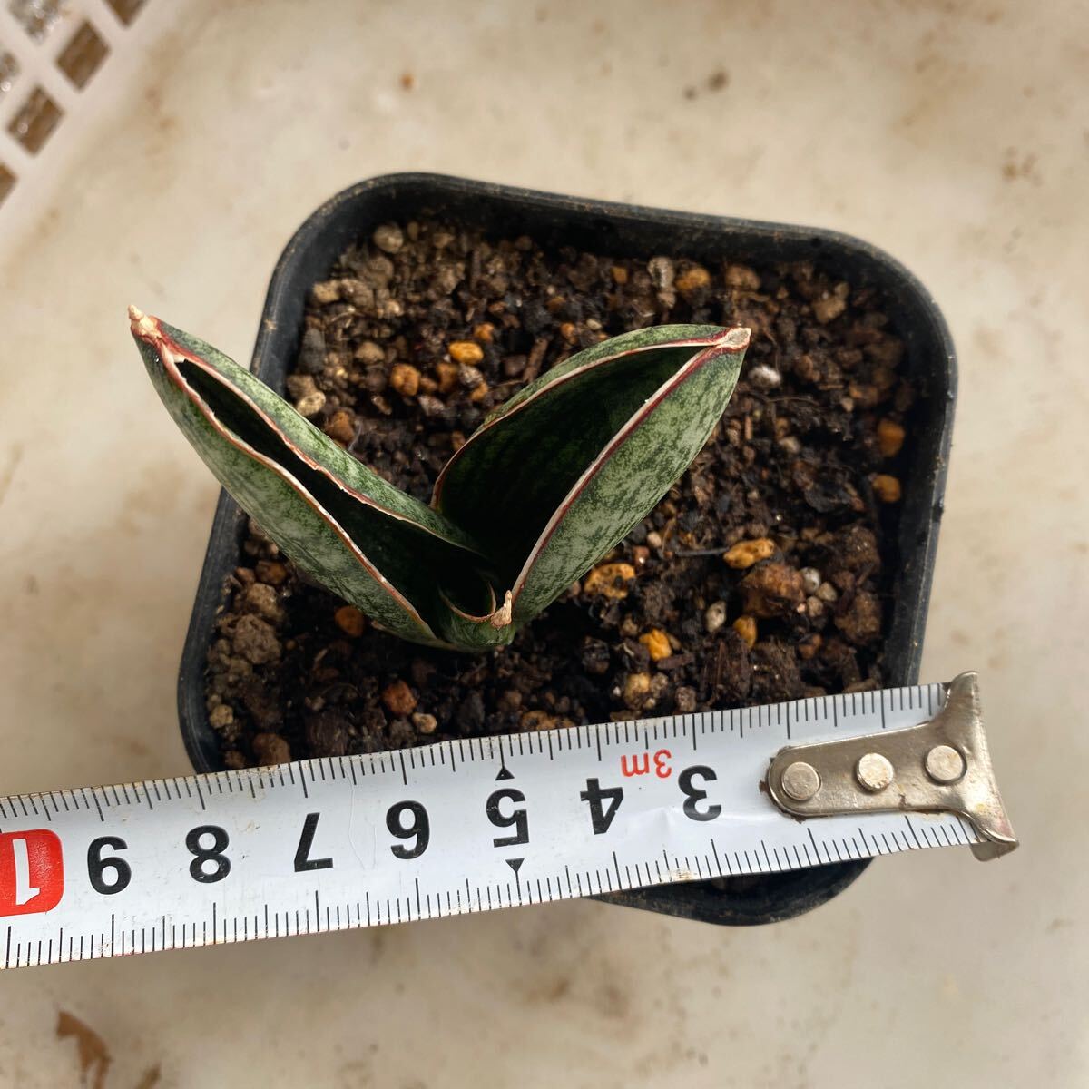 サンスベリア　ハイブリッド'マチョー' SANSEVIERIA NEW HIBRID 'MACHO' 多肉植物 レアなサンセベリア_画像7