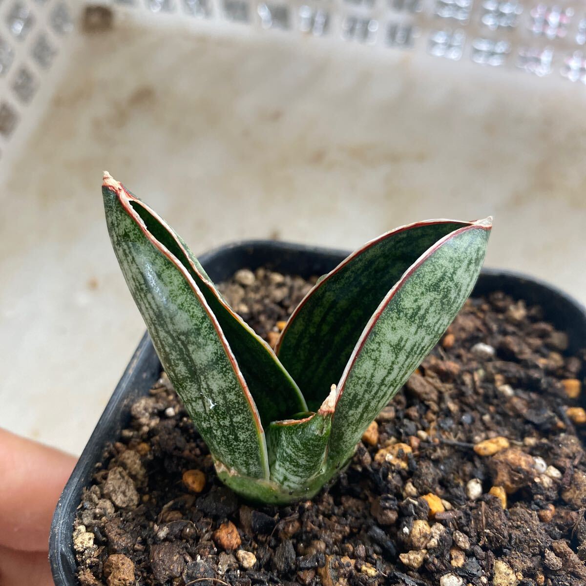 サンスベリア　ハイブリッド'マチョー' SANSEVIERIA NEW HIBRID 'MACHO' 多肉植物 レアなサンセベリア_画像1